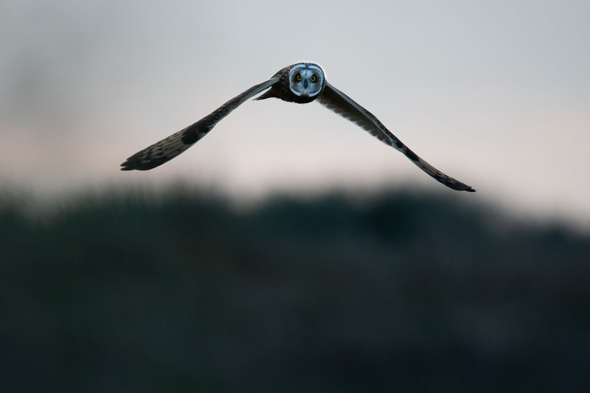 Hibou des marais